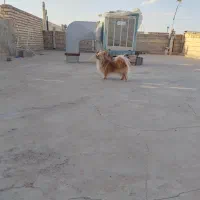 معاوضه میکنم