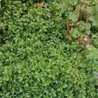 گل یخ  گل کاکتوس  گل آلئوورا  گهواره ای