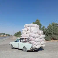 کاه سفید کردستان