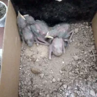 جوجه مرغ مینا افغان 10روزه