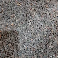 کشمش افتابی