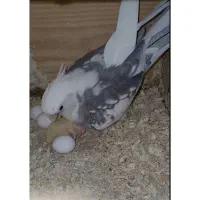 خریدار عروس فروشی هم موجود دارم نروماده دستی و رام