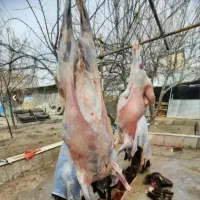 گوسفند زنده