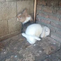 جفت خرگوش لوپ