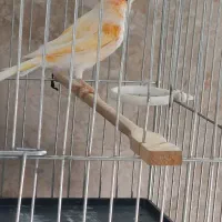 فروش قناری نر زیبا و بلند|پرنده|صحنه, |دیوار