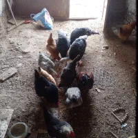 تعدای مرغ وخروس وبوقلمون