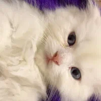 گربه اسکاتیش