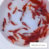 ماهی قرمز