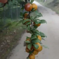 رب الوچه خانگی