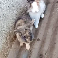 خرگوش|موش و خرگوش|رودسر, |دیوار