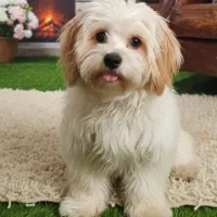 سگ خانگی عروسکی نژاد اصیل آموزش دیده