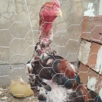 خروس لاری اصیل و نصل دار