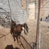 نر بز،میش،بزغاله نر،بره