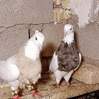 معاوضه با انگشتر