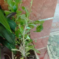 باسلام حدود پنجاه عدد گل تزیینی یا آپارتمانی|گل و گیاه طبیعی|بیضا, |دیوار