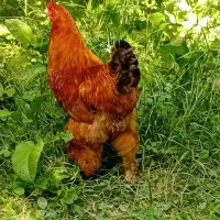خروس برهما بوف و لایت، قو غاز  و مرغ