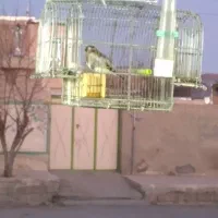 سهره نر صحرایی