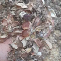 پوسته  پنبه  درجه  یک