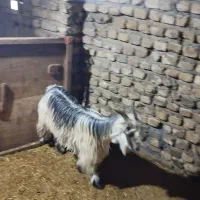 بزغاله|حیوانات مزرعه|بیرانوند, |دیوار