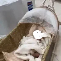 گهواره ننو|تخت و سرویس خواب|اهواز, معین زاده|دیوار