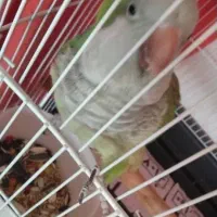 یک عدد|پرنده|ماهدشت, |دیوار