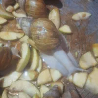 حلزون آلبینو تخم گذار