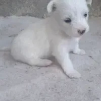 سگ جیبی