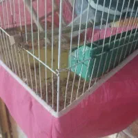 یک عدد عروس هلندی آواز خوان