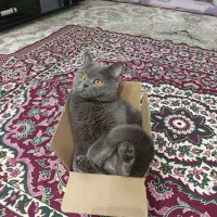 بیریتیش شجره دار|گربه|مشکین‌دشت, |دیوار