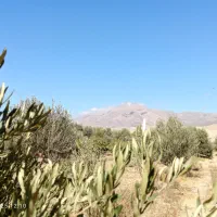 خدمات فنی تخصصی باغبانی