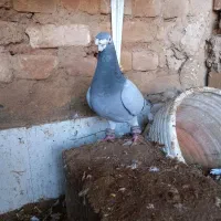 نر سبز|پرنده|گناباد, |دیوار