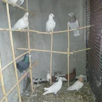 کبوتر|پرنده|هلالی, |دیوار