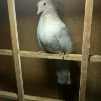 جوجه تهرانی