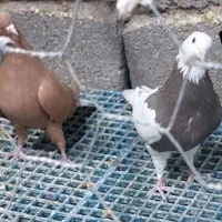 ۶ عدد ماده طوقی ودم سفید