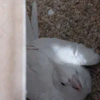 جفت ملدکارداده ضمانتی آلبینو|پرنده|یزد, |دیوار