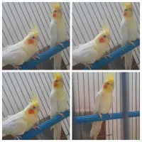 عروس هلندی مولد با تخم|پرنده|شهرکرد, |دیوار