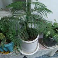 گل فروشی|گل و گیاه طبیعی|پیر سلیمان, |دیوار