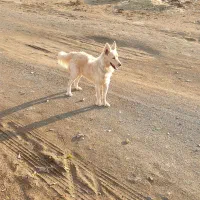 سگ گرگی|سگ|ششطراز, |دیوار