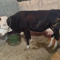 گاو گوساله سمینتال دره شهر
