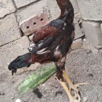 خروس لاری اصیل نسل دار