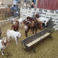 بز و بزغاله