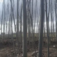 نهال کبود آماده