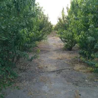 فروش /باغ شهری|فروش زمین و ملک کلنگی|مرودشت, بیست متری بیمارستان|دیوار