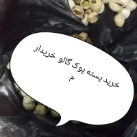 خرید پسته پوک . پیتو.گالو..