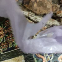 چوب درخت گردو|کلکسیون و سرگرمی|هرسین, |دیوار