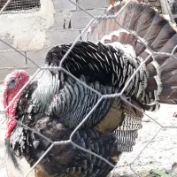 بوقلمون برنز آمریکایی|حیوانات مزرعه|هشتگرد, خور|دیوار