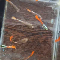 ماهی گوپی ردبیگل دامبو