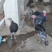 بوقلمون برنز اصل و درجە یک فریح|حیوانات مزرعه|پیرانشهر, |دیوار