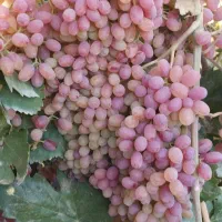 گیاه مو و موندراپ و مویز و سایر....|گل و گیاه طبیعی|تهران, آزادشهر|دیوار