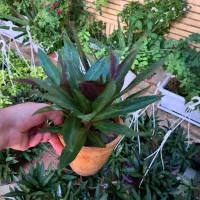 گل زیپلین پاندانوس یخی پتوس|گل و گیاه طبیعی|اصفهان, شاه پسند|دیوار